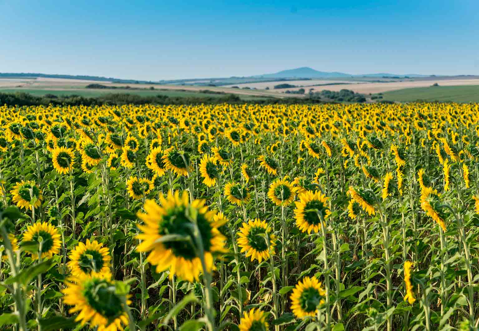 Girasoli