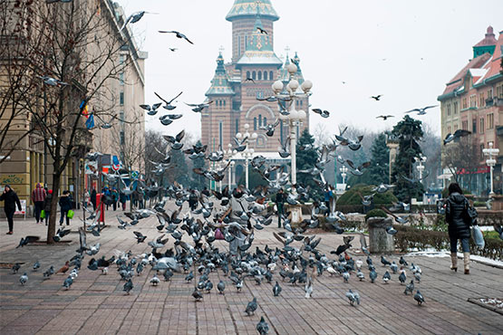 Timisoara cattedrale